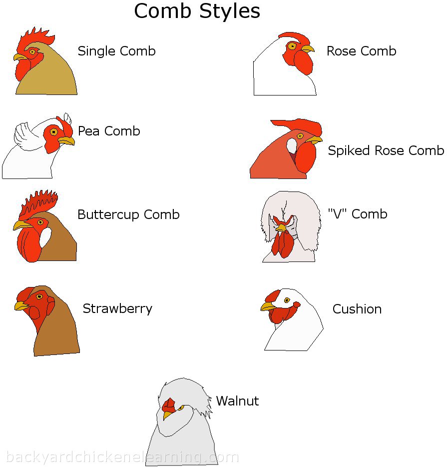 9-comb-types-watermarked1.jpg