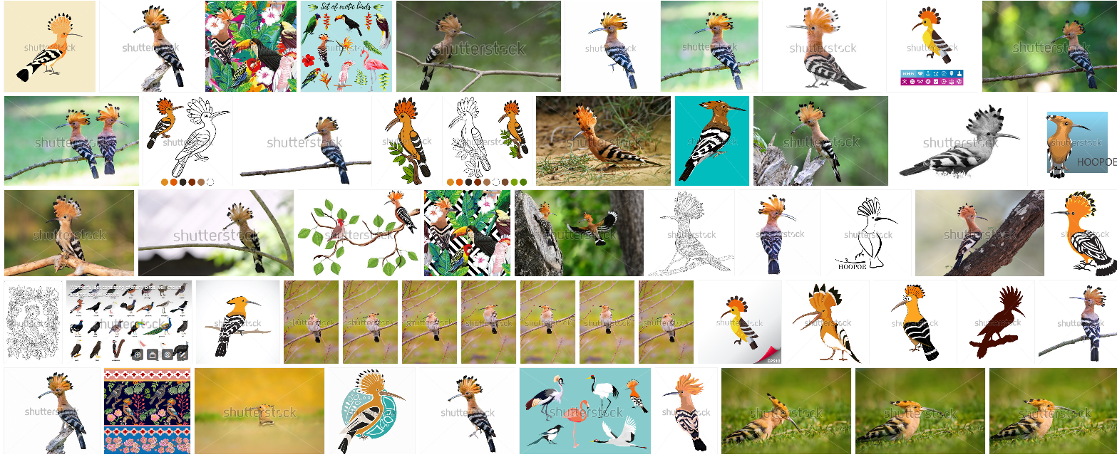 Hoopoe.PNG