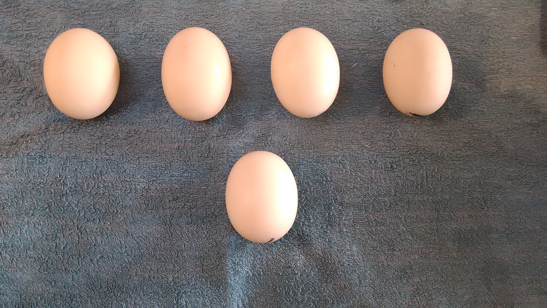 ביצים של תרנגולי פטם 7.jpg