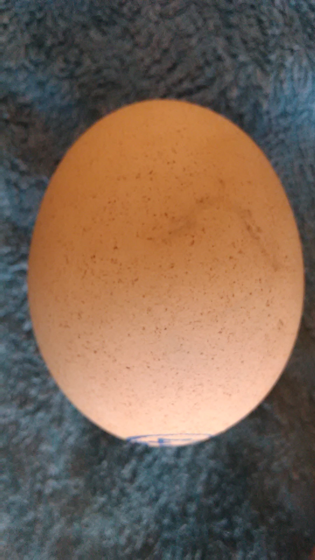 ביצים של תרנגולי פטם 10.jpg
