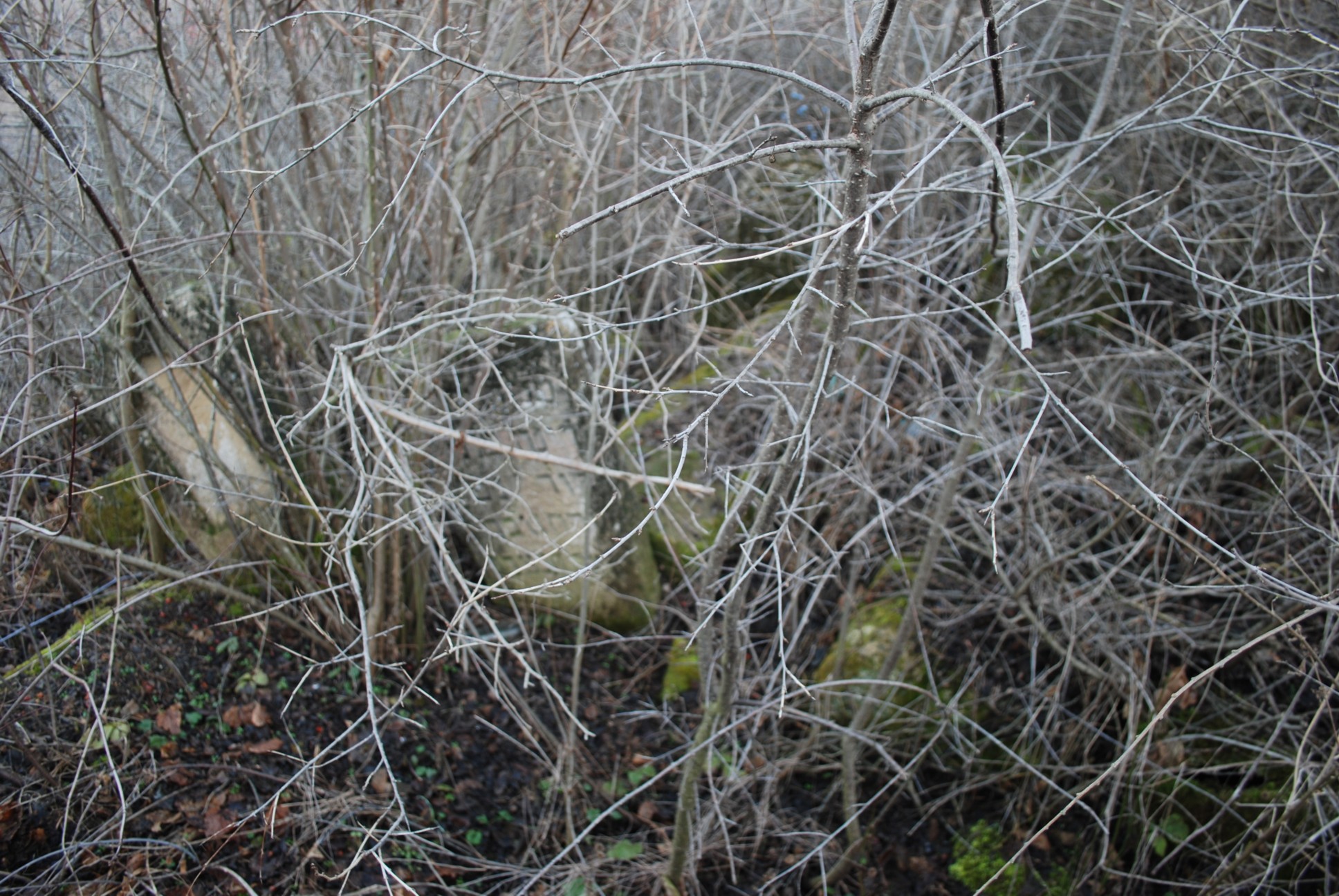 MOLD-06631_StoneOvergrowth.jpg