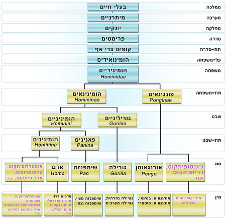 450px-תרשים_סכמטי_של_הומינואידים.jpg
