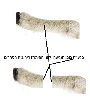 בית הסתרים.png