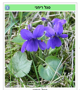 תמונה.png