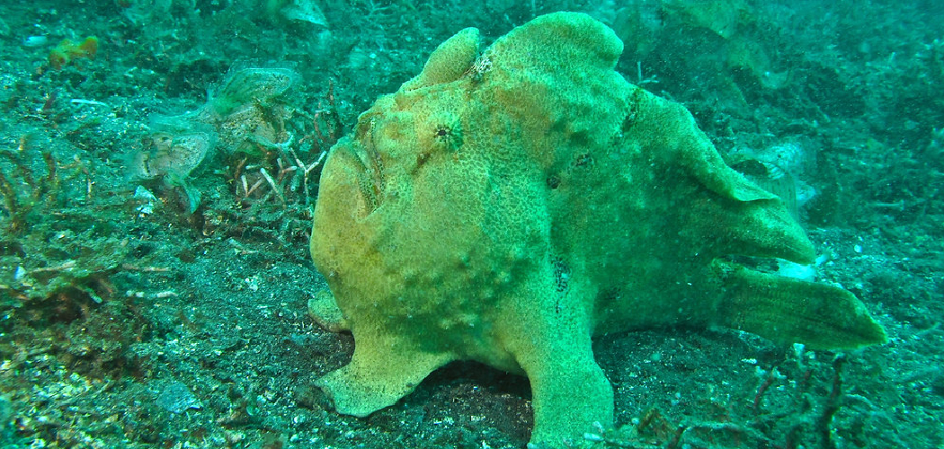 Frogfish-Spiritual-Meaning-Symbolism-and-Totem.jpg