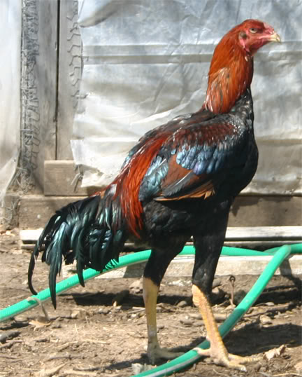 Malay_Rooster.jpg