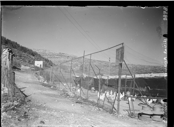 לול תרנגולות, קריית ענבים, 1938.jpg