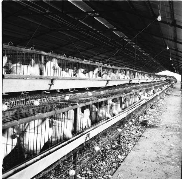 לול התרנגולות, קיבוץ חולדה, 1956.jpg
