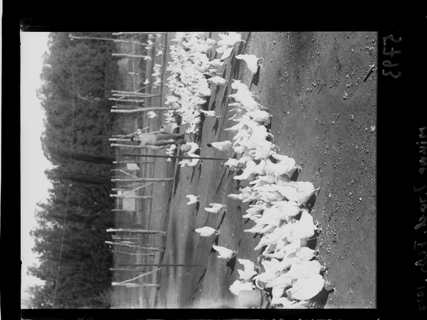 לול תרנגולות, מקווה ישראל, 1937.jpg