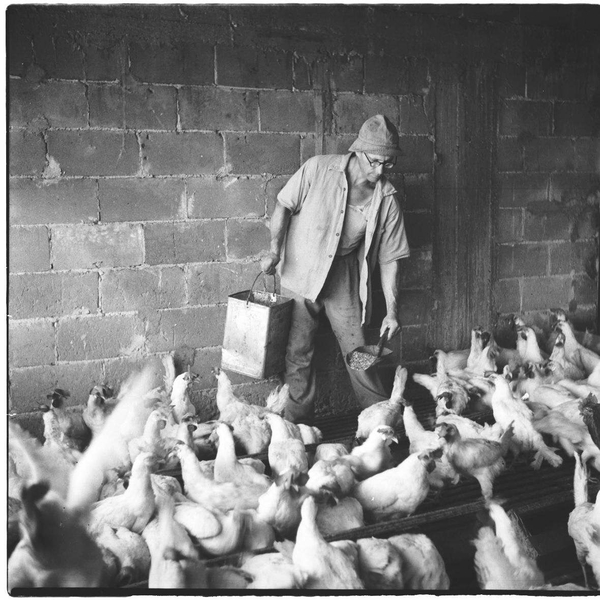 לולן מאכיל את תרנגולי הלול במשמר השרון, 1954.jpg