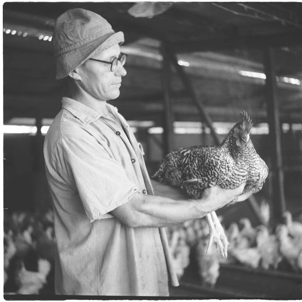 לולן אוחז בתרנגולת בלול במשמר השרון, 1954.jpg