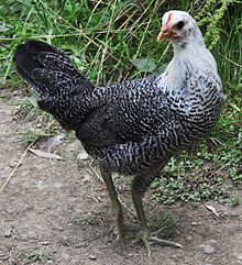 Cory's_chickens_09_-_Egyptian_Fayoumi_pullet_(28488787120)_(cropped).jpg