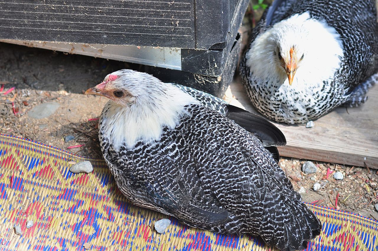 1280px-Cory's_chickens_38_-_Egyptian_Fayoumi_pullets_(28155758864).jpg