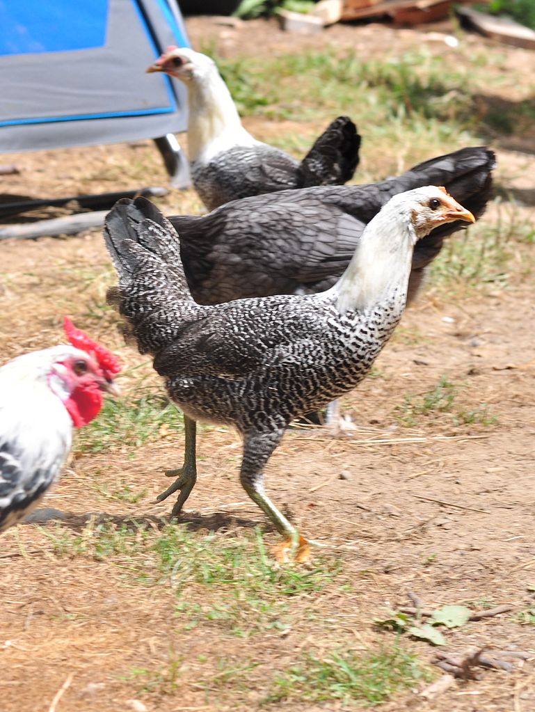 769px-Cory's_chickens_24_-_Silver_Spangled_Hamburg_rooster_(at_left)_and_Egyptian_Fayoumi_pullet_(28695645031).jpg