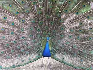 Pavo_cristatus_2007.jpg