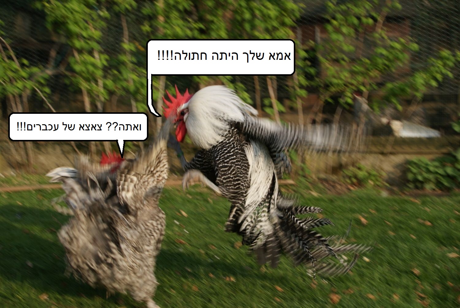 בראקל תנוחות 2.jpg