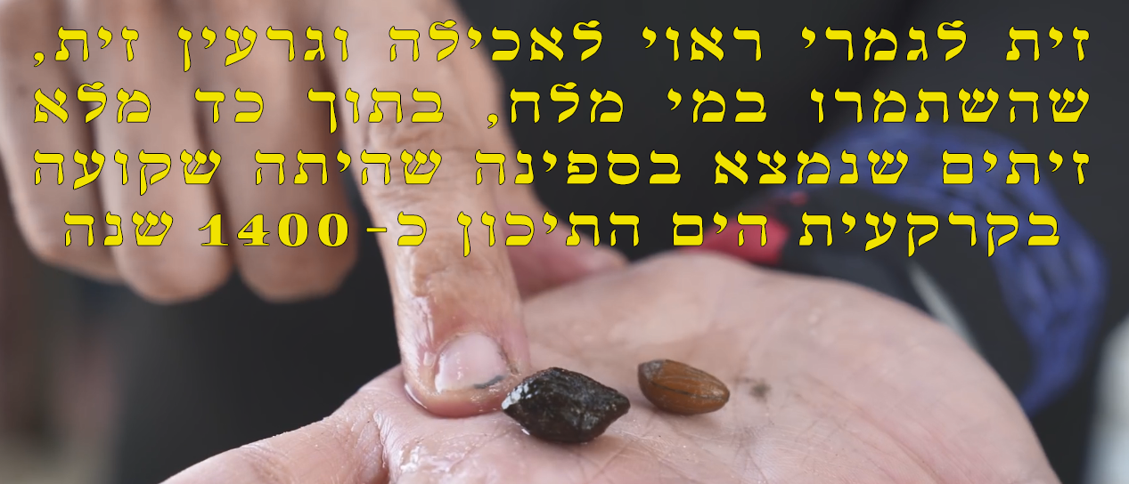 זית מלפני 1400 שנה.png